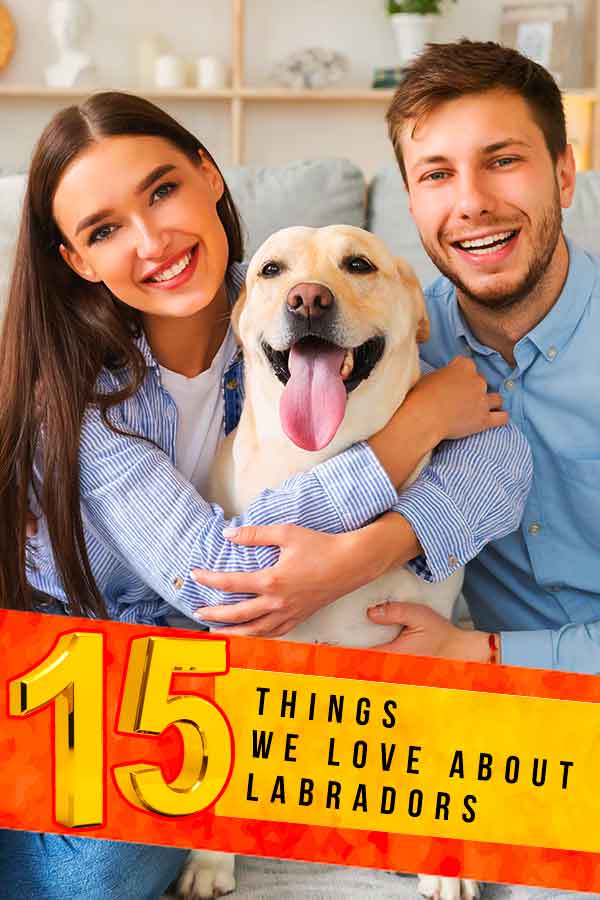 15 things we love about labradors