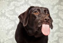 Why do dogs lick?