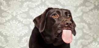 Why do dogs lick?