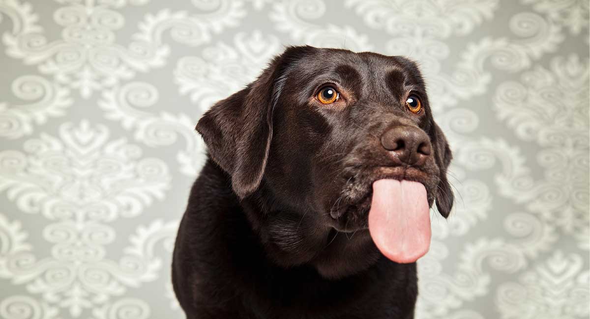 licking puppy dog toy