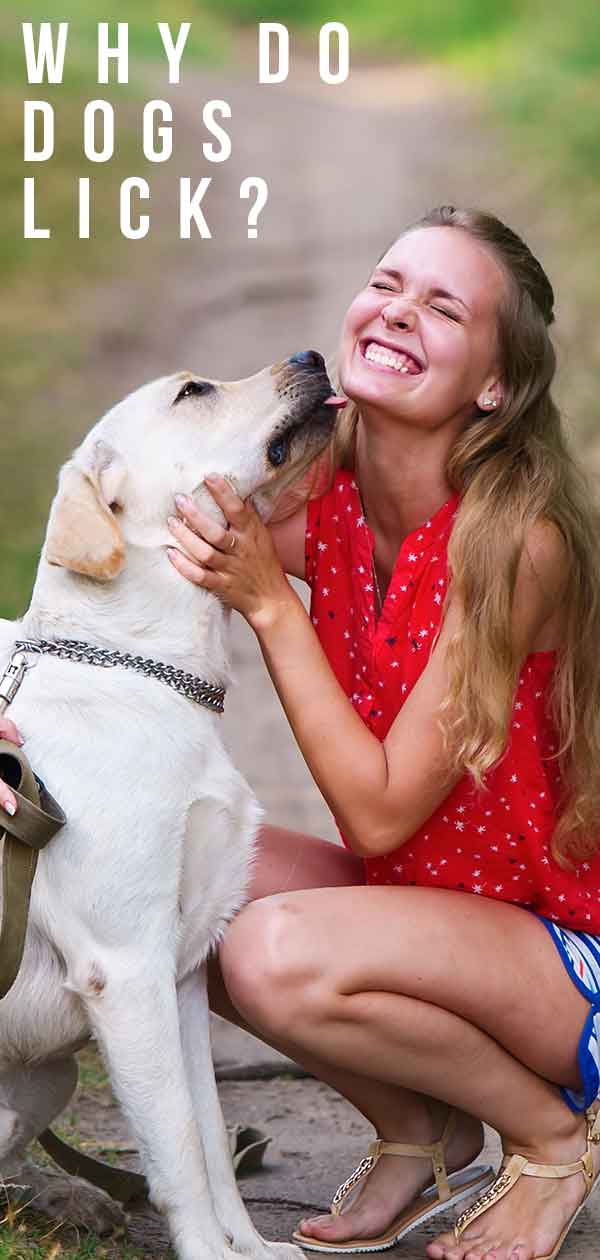 what does it mean when your dog licks your face