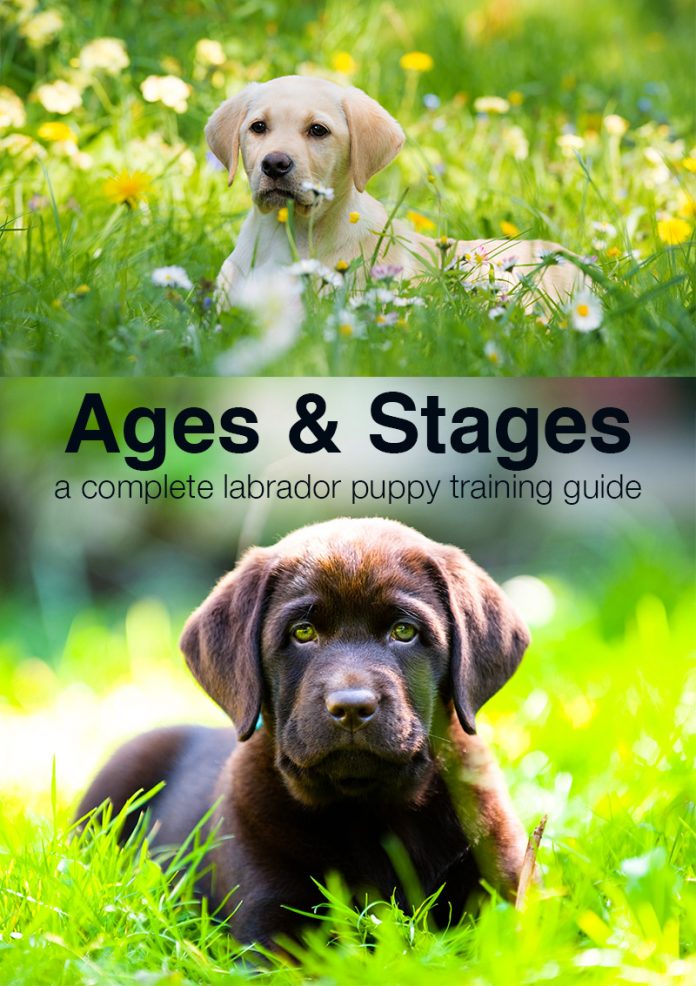 Puppy Training Schedule Ages and Stages in Labrador Puppy