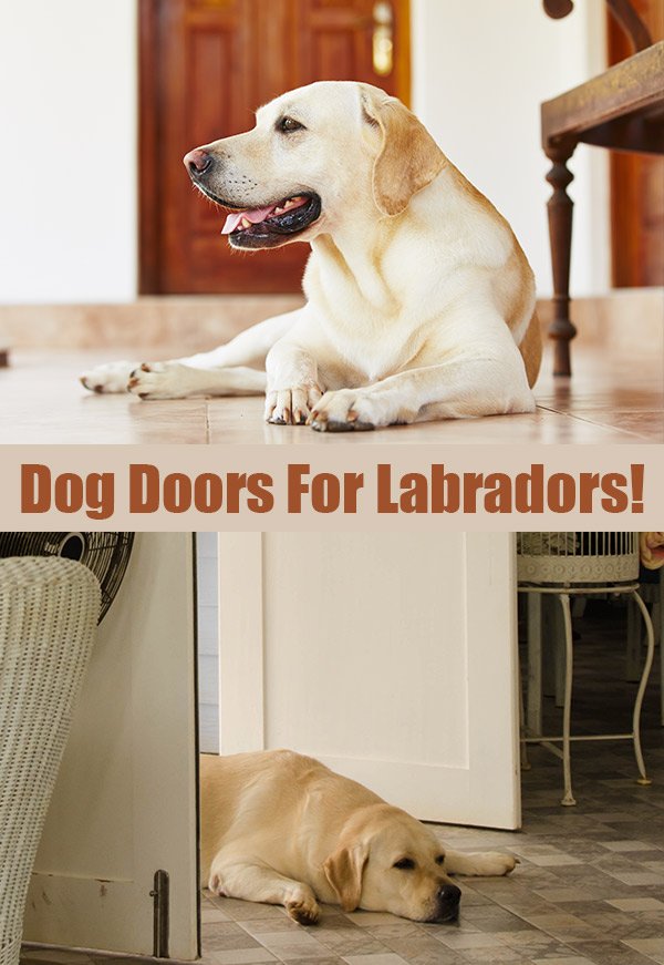 Best dog doors for Labs and other large dogs. 