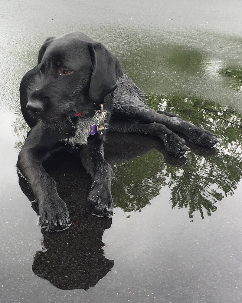 Gorgeous Drax is a Lab x German Wirehaired Pointer. Photo kindly provided by N Pappalardo.