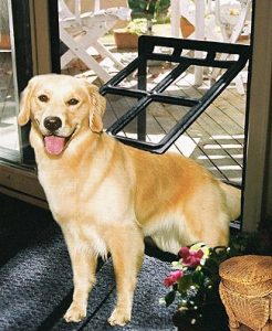 Dog Doors: The Best Dog Flaps For Labs 