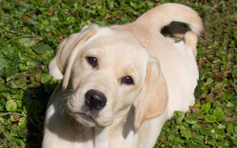 Goldador Guide Dog puppy, with thanks to puppy walker Mags for the gorgeous photo.