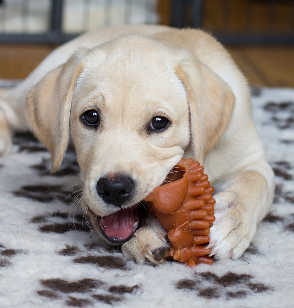 beautiful guide dog puppy mum golden retriever dad lab with thanks