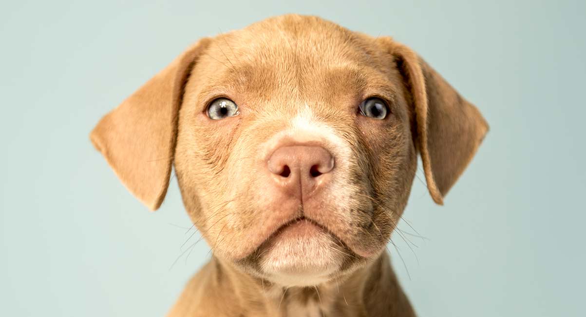 yellow and chocolate lab mix