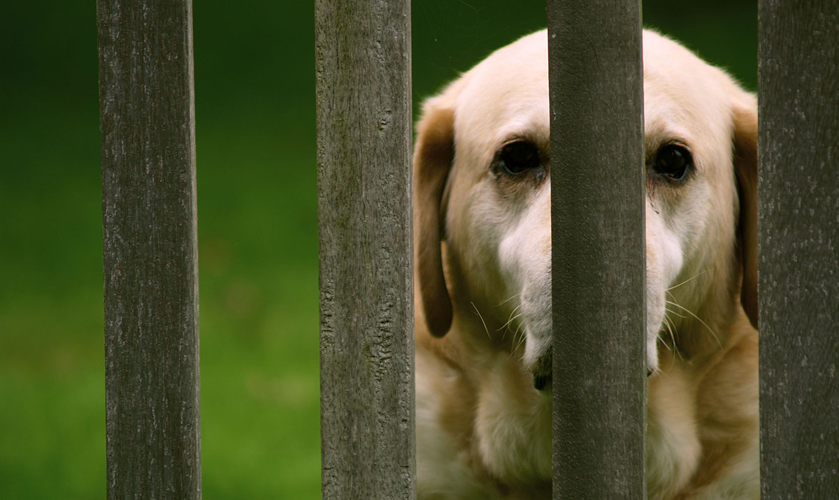 your rescued lab may have some healing to do