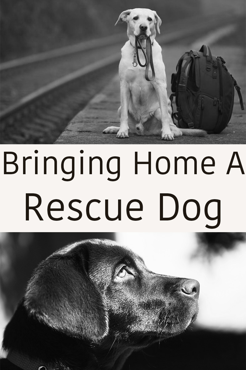 Helping you settle your rescue dog into his new home