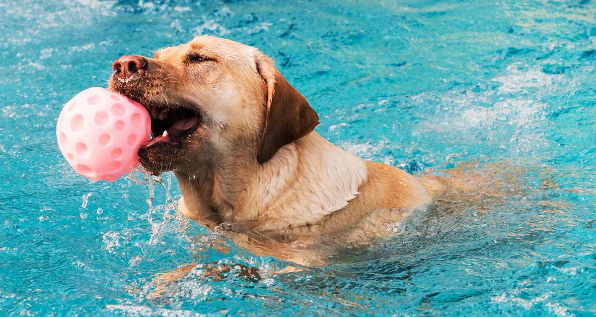 start with retrieves across shallow water and build up to deep water in stages