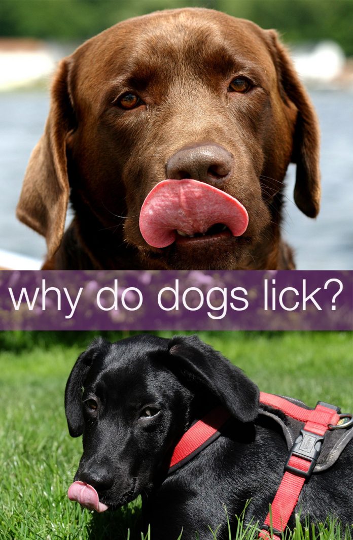 Why do dogs lick