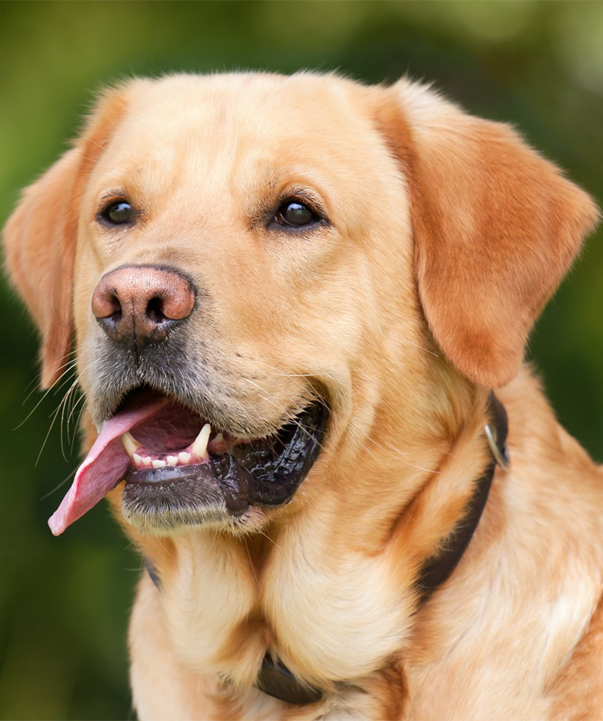 Why do dogs lick you? Let's find out!