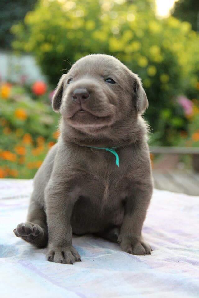 chocolate and silver lab mix