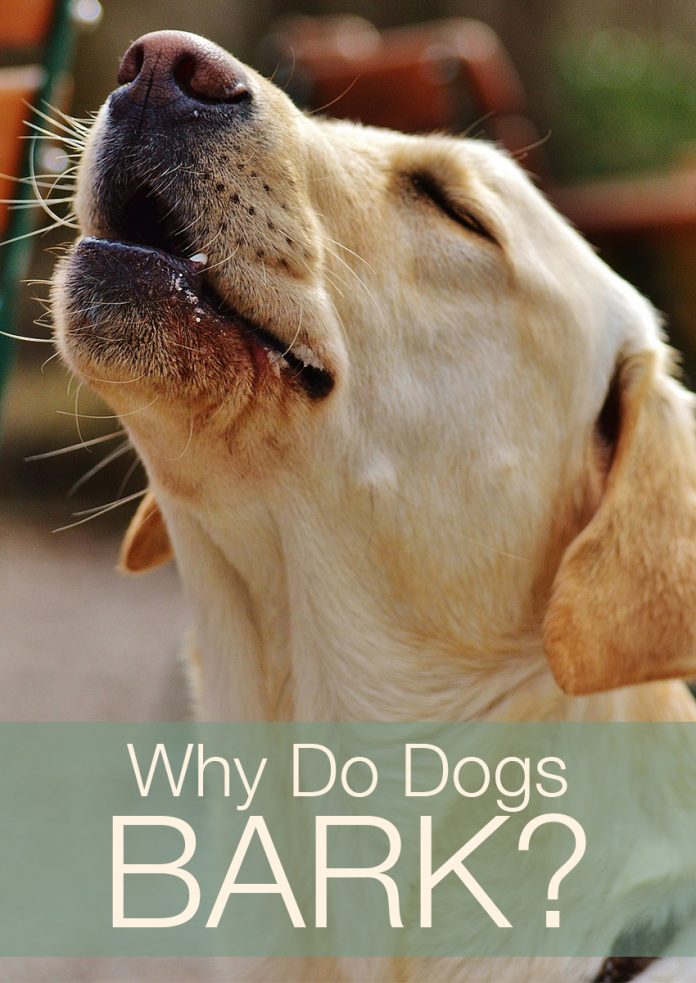 Why Does My Dog Bark So Much And What Does Barking Mean?