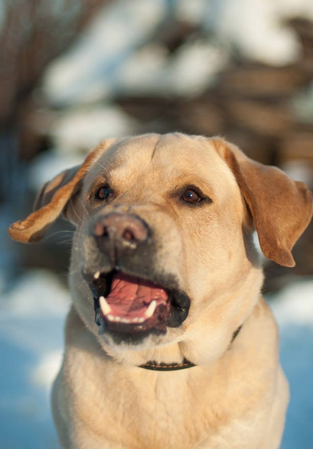 Why does my dog bark so much - barking yellow labrador