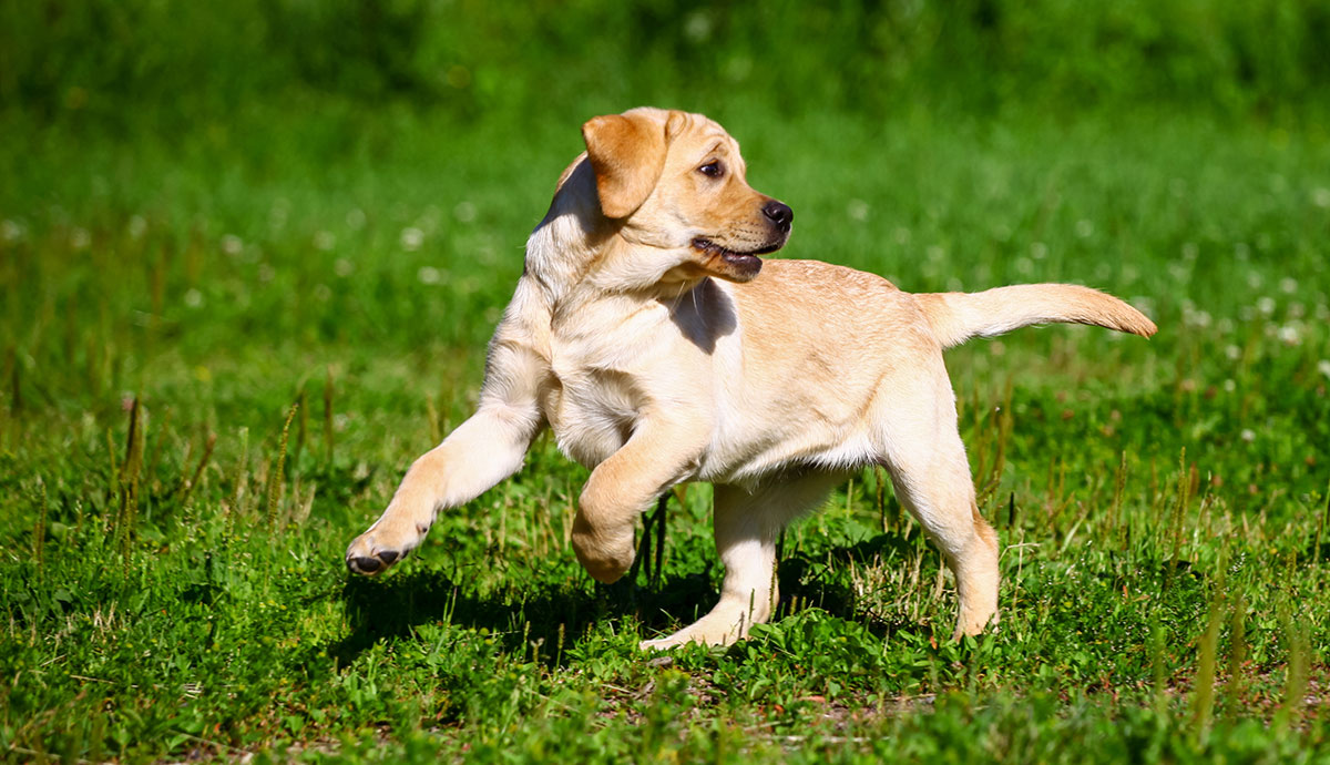 dog-training-tips-outdoors