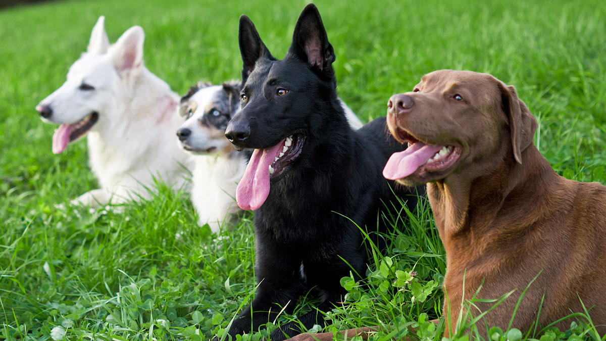 obedience-among-other-dogs