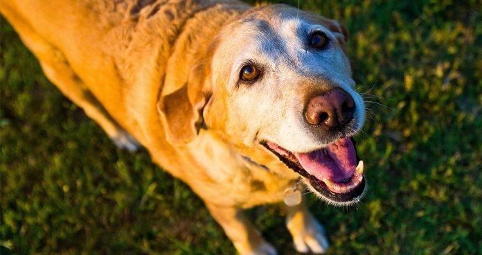 Caring For An Old Labrador