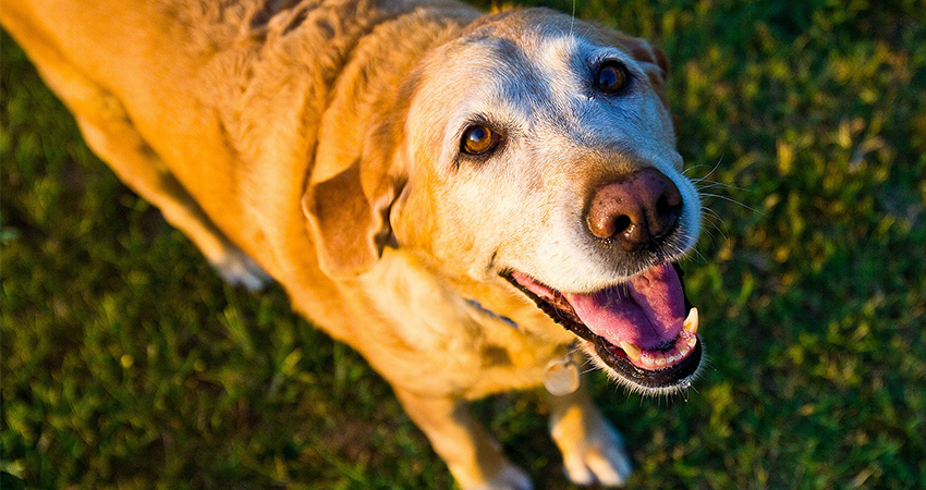 old yellow lab