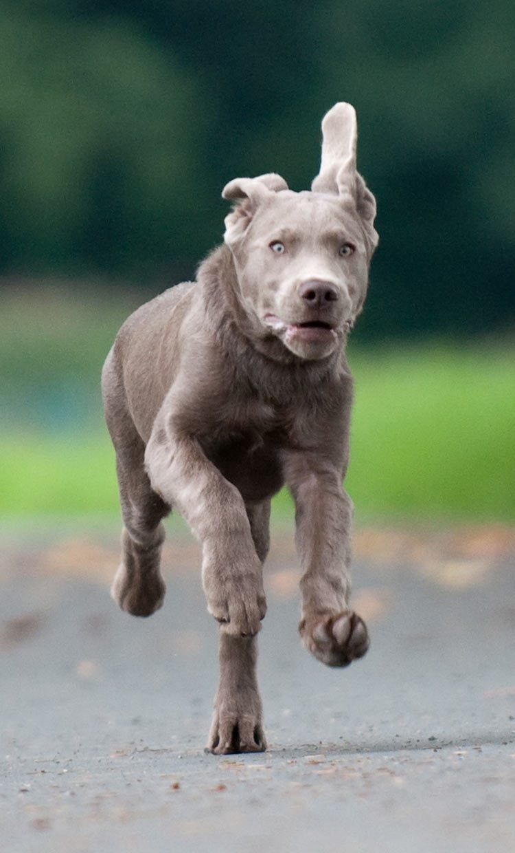 Beautiful young silver lab galloping towards his master, unaware of the controversy that surrounds his ancestry