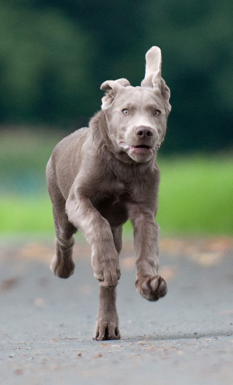 silver female lab