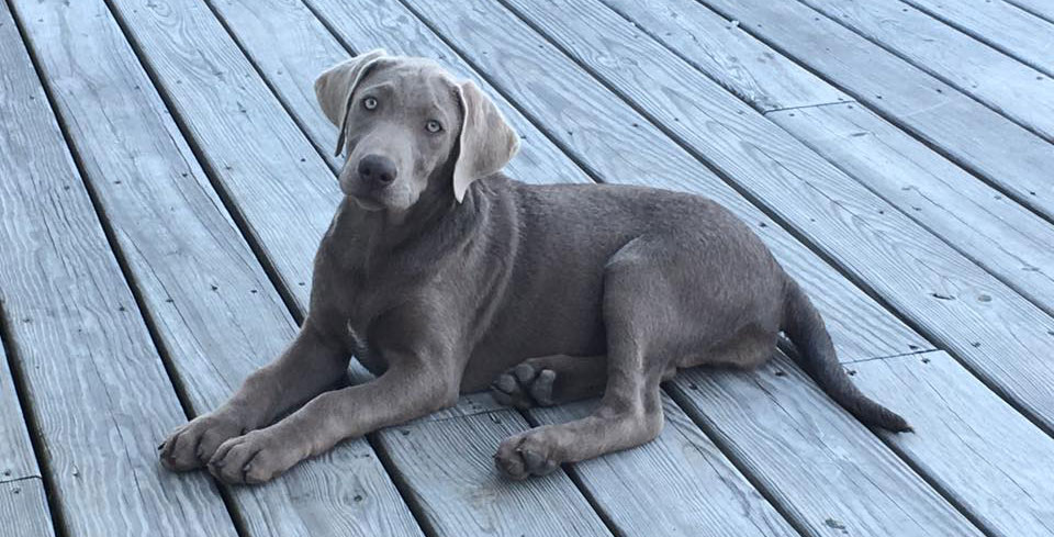 silver coat labrador