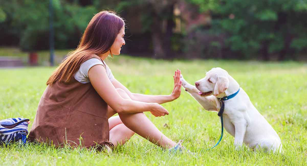 how to train your labrador puppy at home