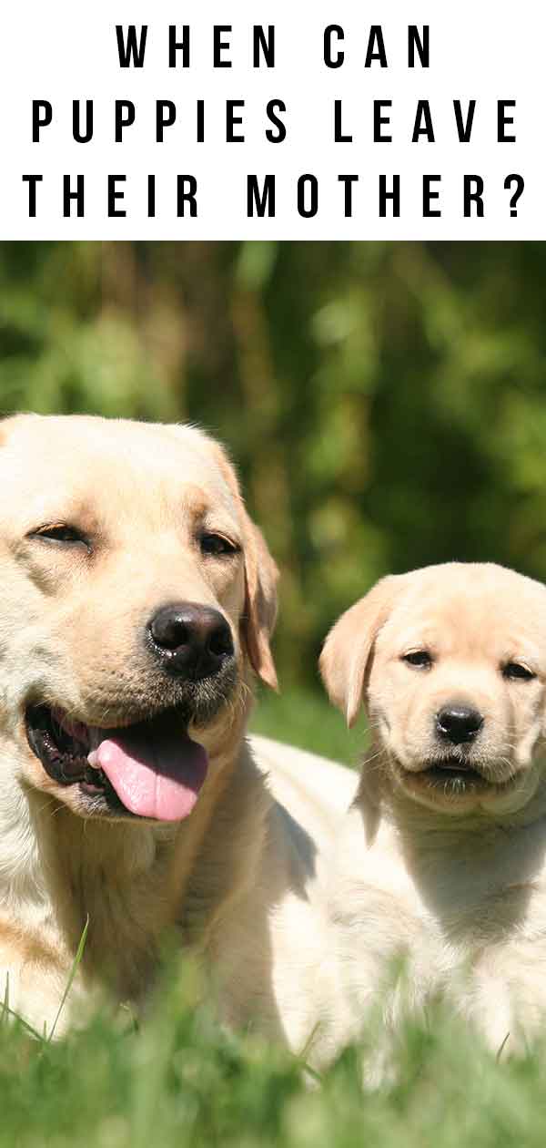 how soon can puppies leave their mom