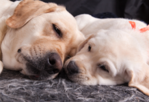 labrador pénisz