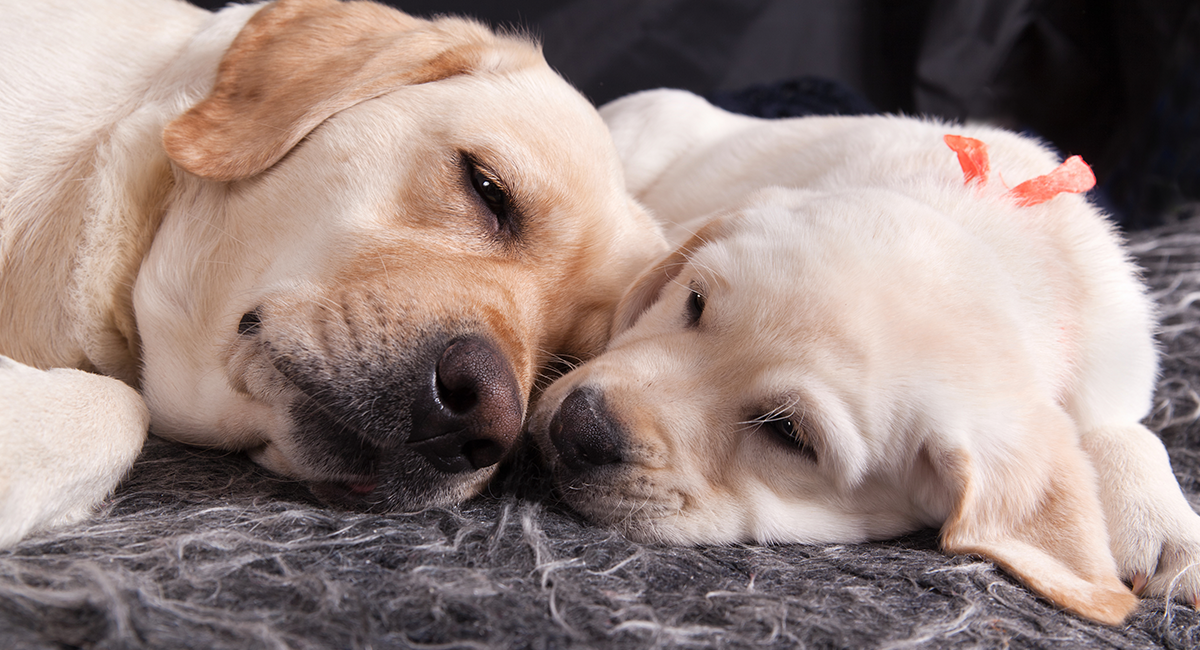 how soon can puppies leave their mom