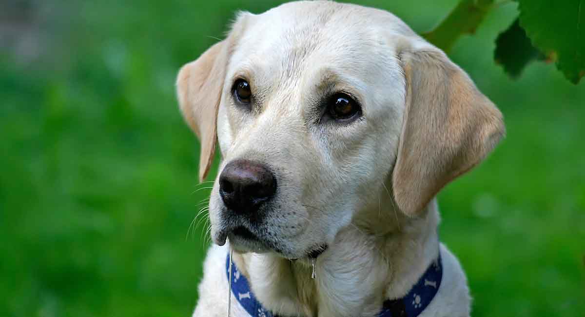 is drooling a sign of anxiety in dogs