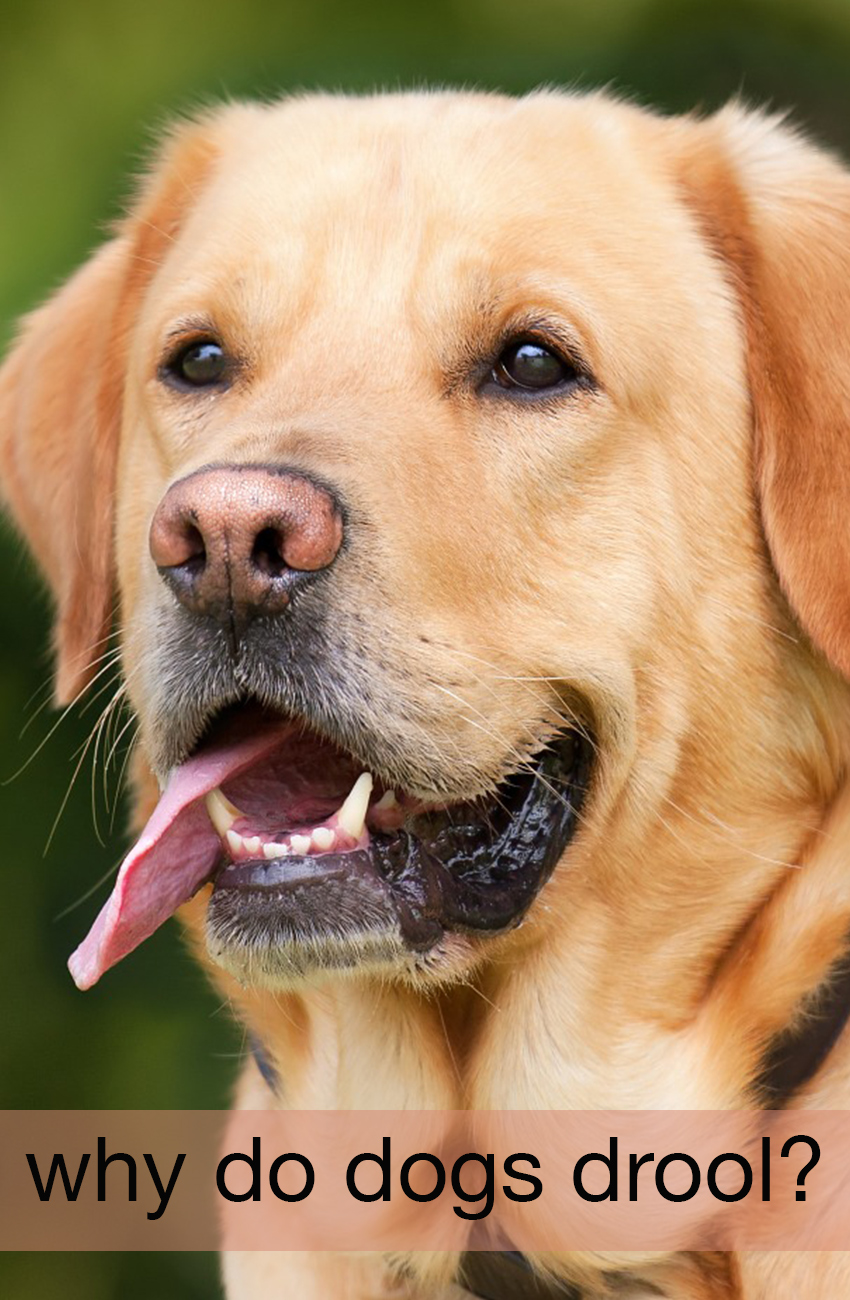 is drooling a sign of anxiety in dogs