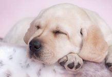 best beds for labs