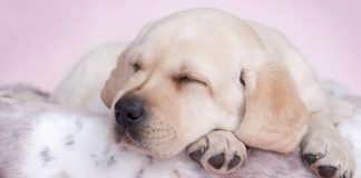 best beds for labs