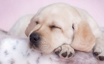 best beds for labs