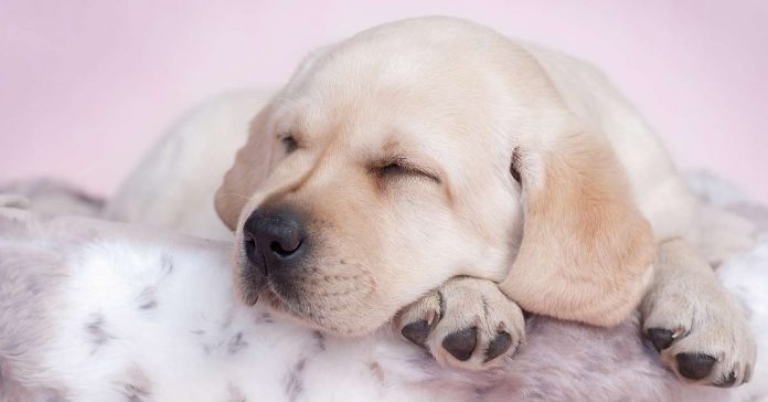 Mejores camas para perros labradores