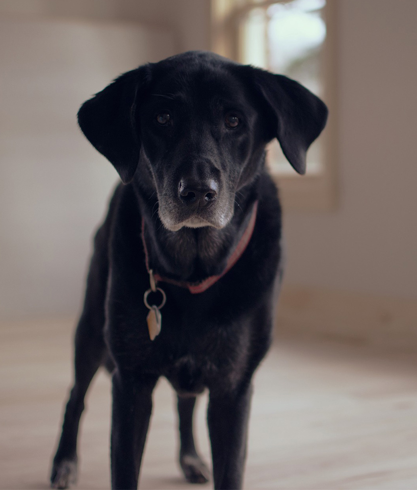 7 year deals old labrador
