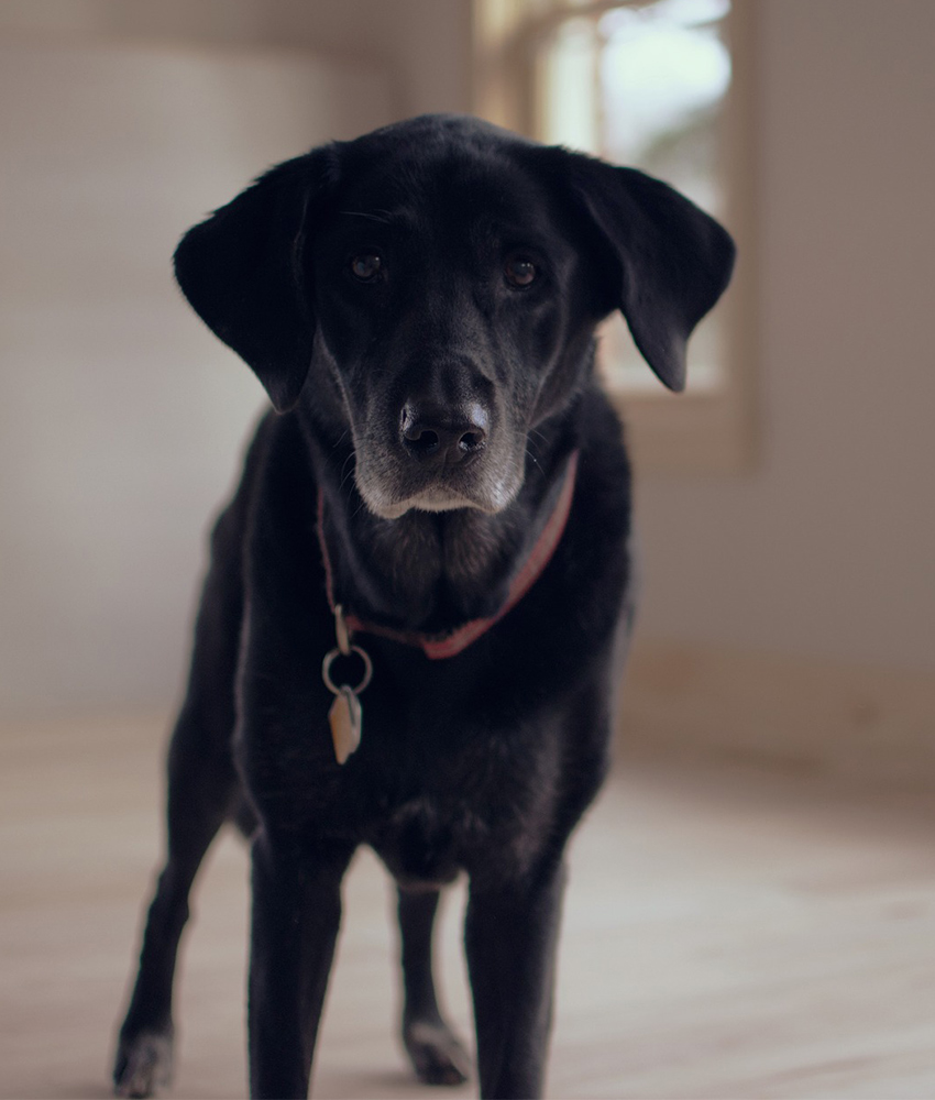 old black labrador