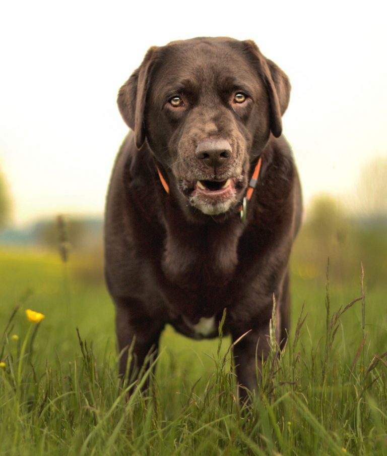 Caring For An Old Labrador