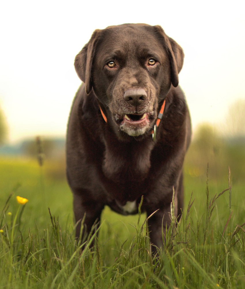 old chocolate lab