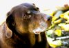 Puppies grow up all too soon and eventually senior dogs sometimes need a little special care and love