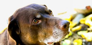 Puppies grow up all too soon and eventually senior dogs sometimes need a little special care and love