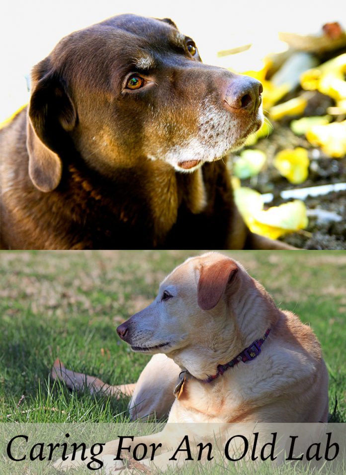 Puppies grow up all too soon and eventually senior dogs sometimes need a little special care and love