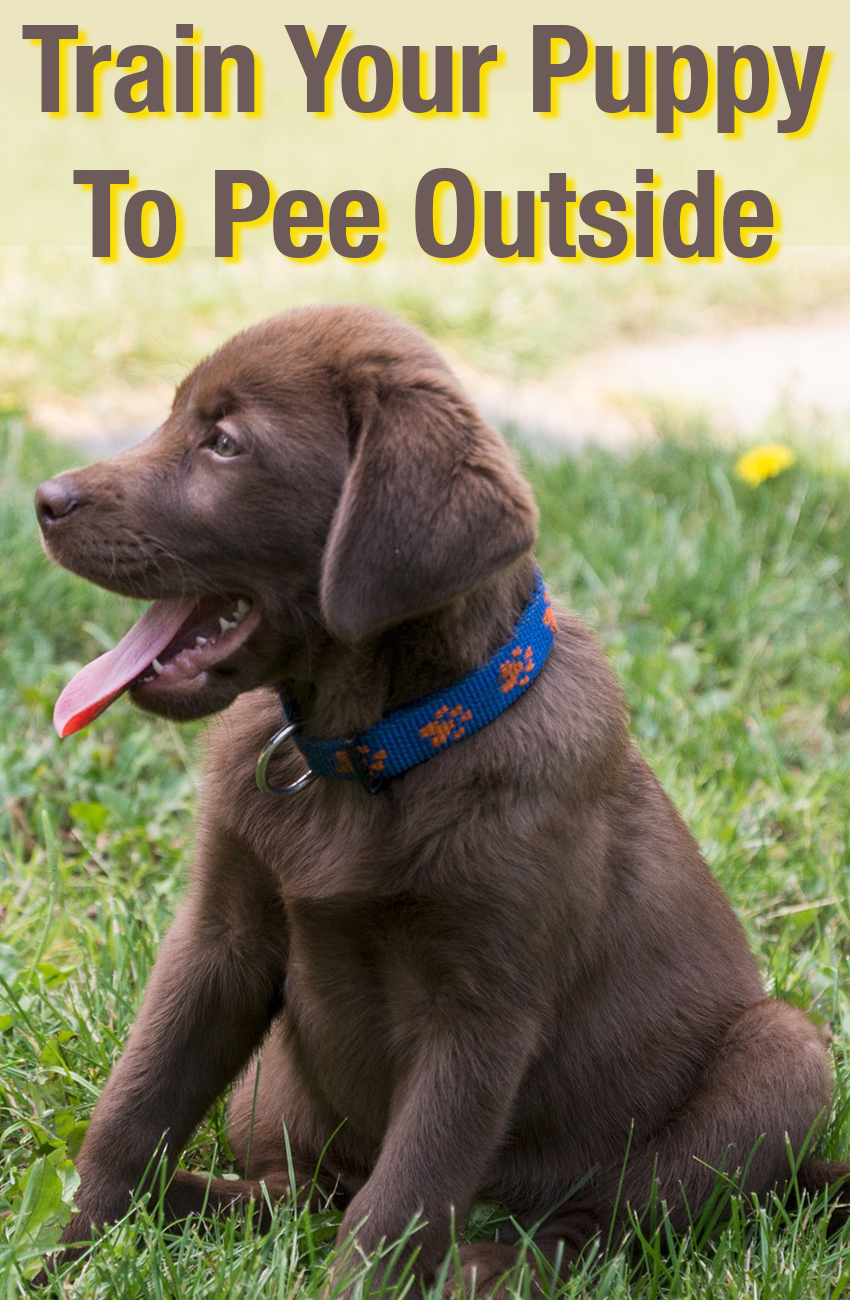 how to get your puppy to wee outside