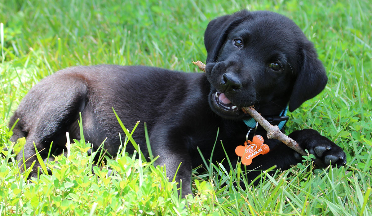 how to teach my puppy to pee outside