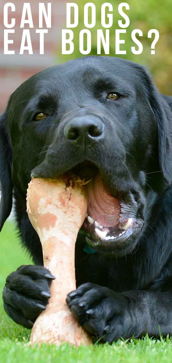 can dogs eat bones