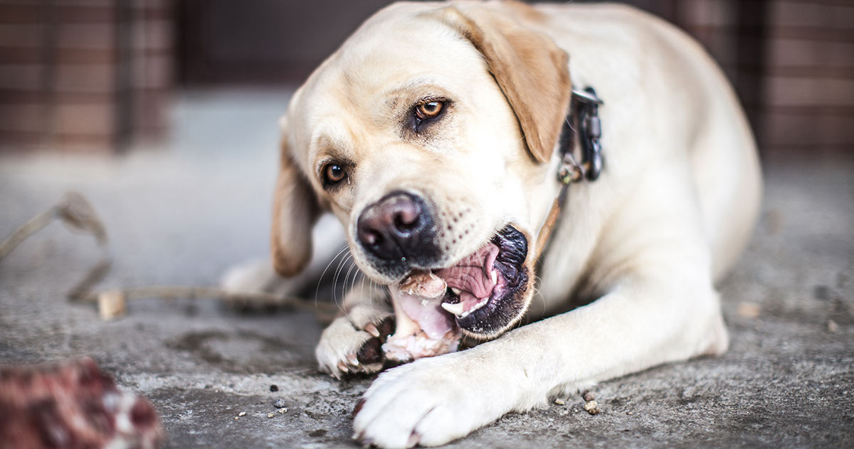 dog ate cooked beef bone