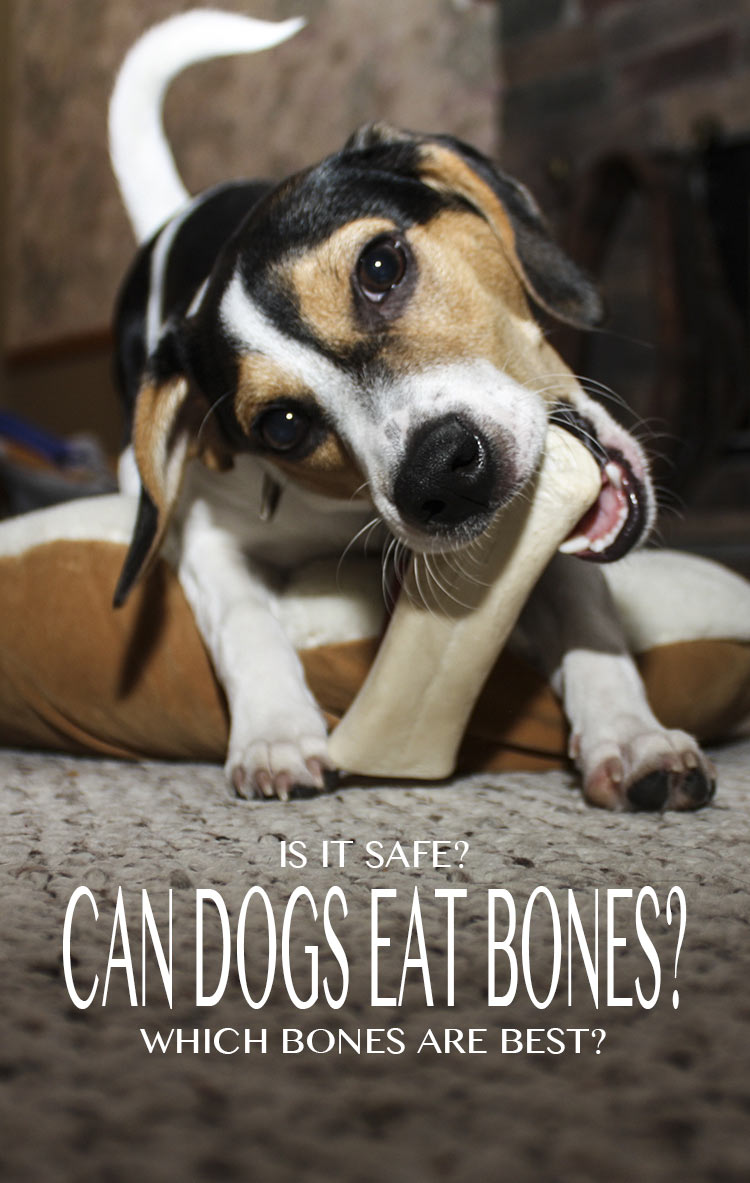 A close look at the safety of feeding bones to dogs, at different types of bone, and how to feed bones to your dog
