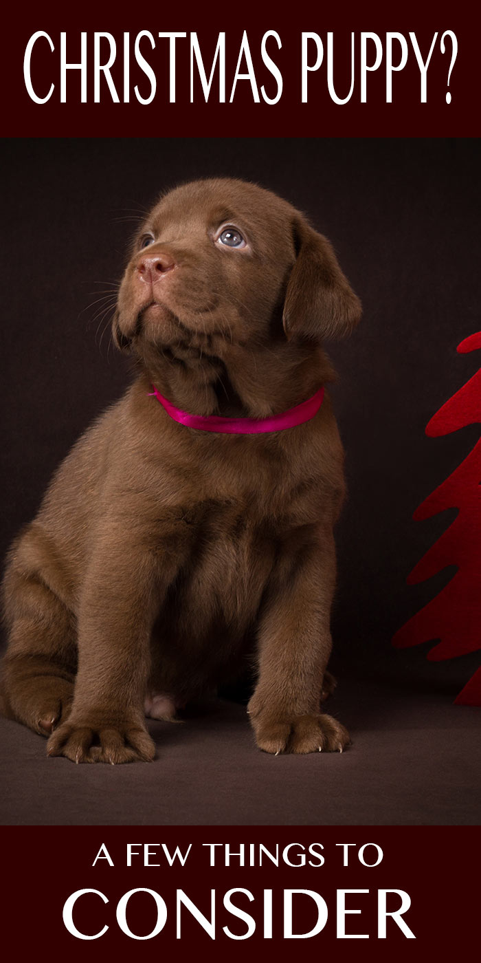 Some things to consider if you are hoping to bring a puppy home this Christmas